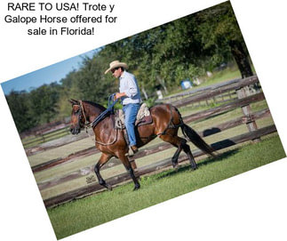 RARE TO USA! Trote y Galope Horse offered for sale in Florida!