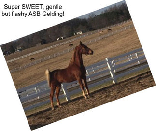 Super SWEET, gentle but flashy ASB Gelding!