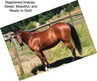 Registered Arabian: Sweet, Beautiful, and Ready to Start