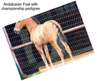 Andalusian Foal with championship pedigree