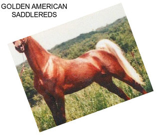 GOLDEN AMERICAN SADDLEREDS