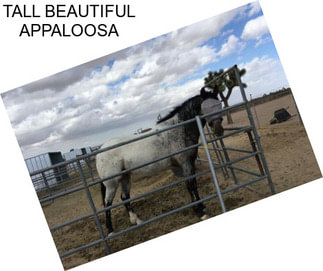 TALL BEAUTIFUL APPALOOSA