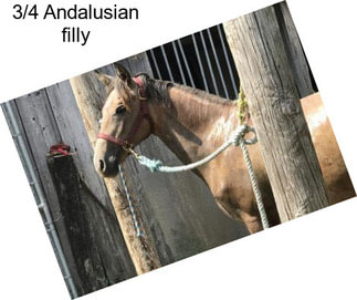 3/4 Andalusian filly