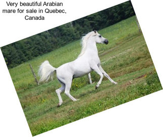 Very beautiful Arabian mare for sale in Quebec, Canada