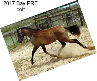 2017 Bay PRE colt