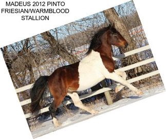 MADEUS 2012 PINTO FRIESIAN/WARMBLOOD STALLION