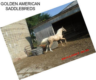 GOLDEN AMERICAN SADDLEBREDS