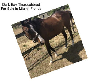 Dark Bay Thoroughbred For Sale in Miami, Florida