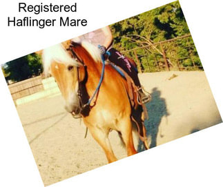 Registered Haflinger Mare