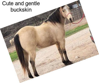 Cute and gentle buckskin