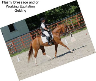 Flashy Dressage and or Working Equitation Gelding