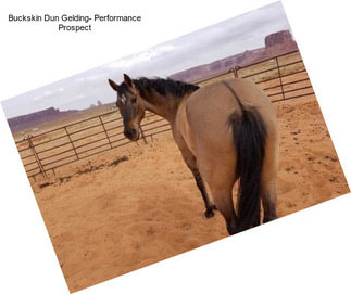 Buckskin Dun Gelding- Performance Prospect