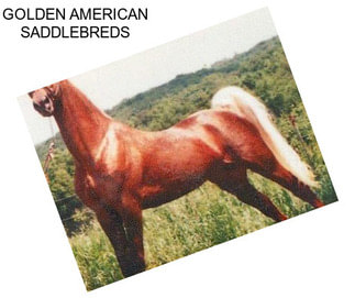 GOLDEN AMERICAN SADDLEBREDS