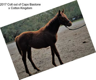 2017 Colt out of Capo Bastone x Cotton Kingdom