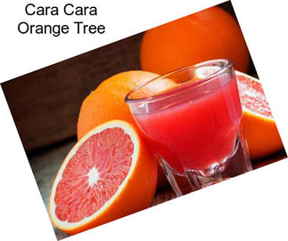 Cara Cara Orange Tree