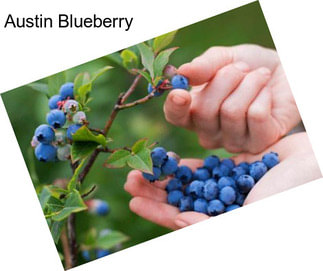 Austin Blueberry