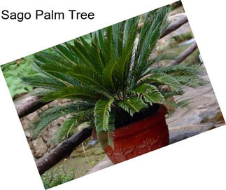 Sago Palm Tree