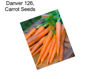 Danver 126, Carrot Seeds