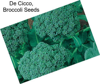 De Cicco, Broccoli Seeds