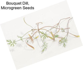 Bouquet Dill, Microgreen Seeds