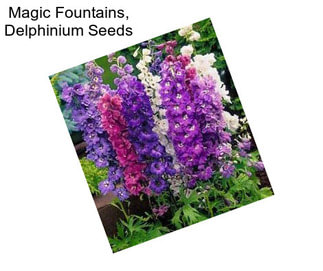 Magic Fountains, Delphinium Seeds