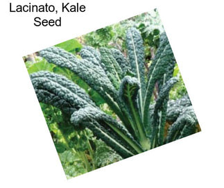 Lacinato, Kale Seed