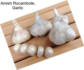 Amish Rocambole, Garlic