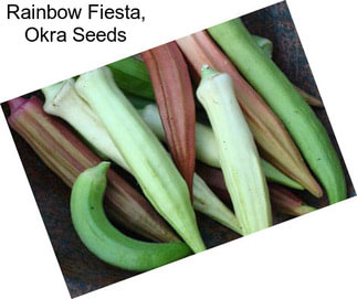 Rainbow Fiesta, Okra Seeds
