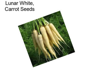 Lunar White, Carrot Seeds