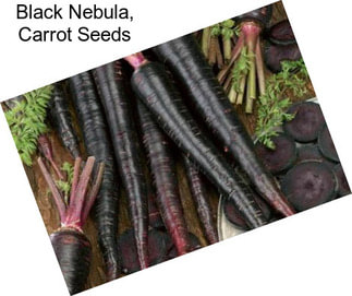 Black Nebula, Carrot Seeds