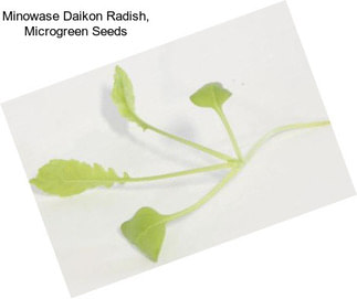 Minowase Daikon Radish, Microgreen Seeds