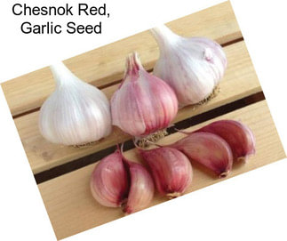 Chesnok Red, Garlic Seed