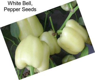 White Bell, Pepper Seeds