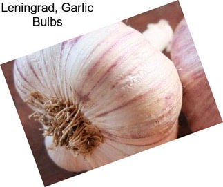 Leningrad, Garlic Bulbs