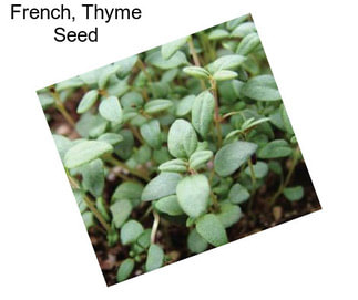 French, Thyme Seed