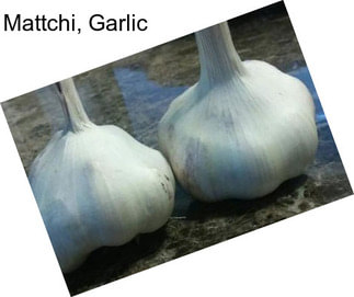 Mattchi, Garlic