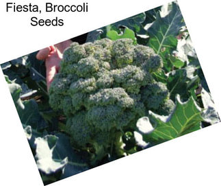 Fiesta, Broccoli Seeds