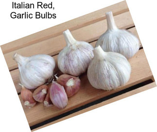 Italian Red, Garlic Bulbs