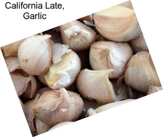 California Late, Garlic