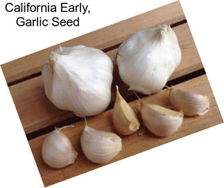 California Early, Garlic Seed