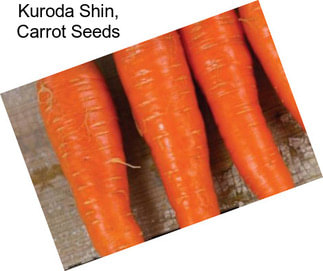 Kuroda Shin, Carrot Seeds