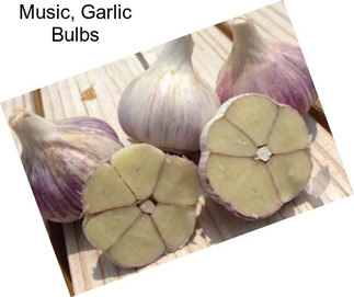 Music, Garlic Bulbs