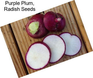 Purple Plum, Radish Seeds