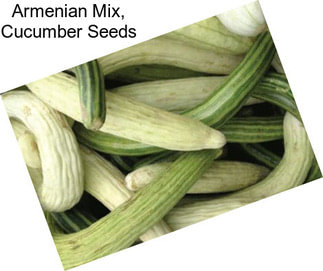 Armenian Mix, Cucumber Seeds