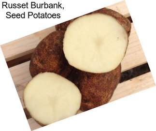 Russet Burbank, Seed Potatoes