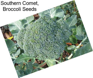 Southern Comet, Broccoli Seeds