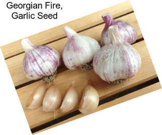 Georgian Fire, Garlic Seed