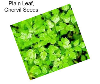 Plain Leaf, Chervil Seeds