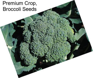 Premium Crop, Broccoli Seeds