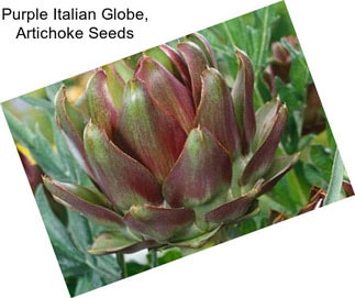 Purple Italian Globe, Artichoke Seeds